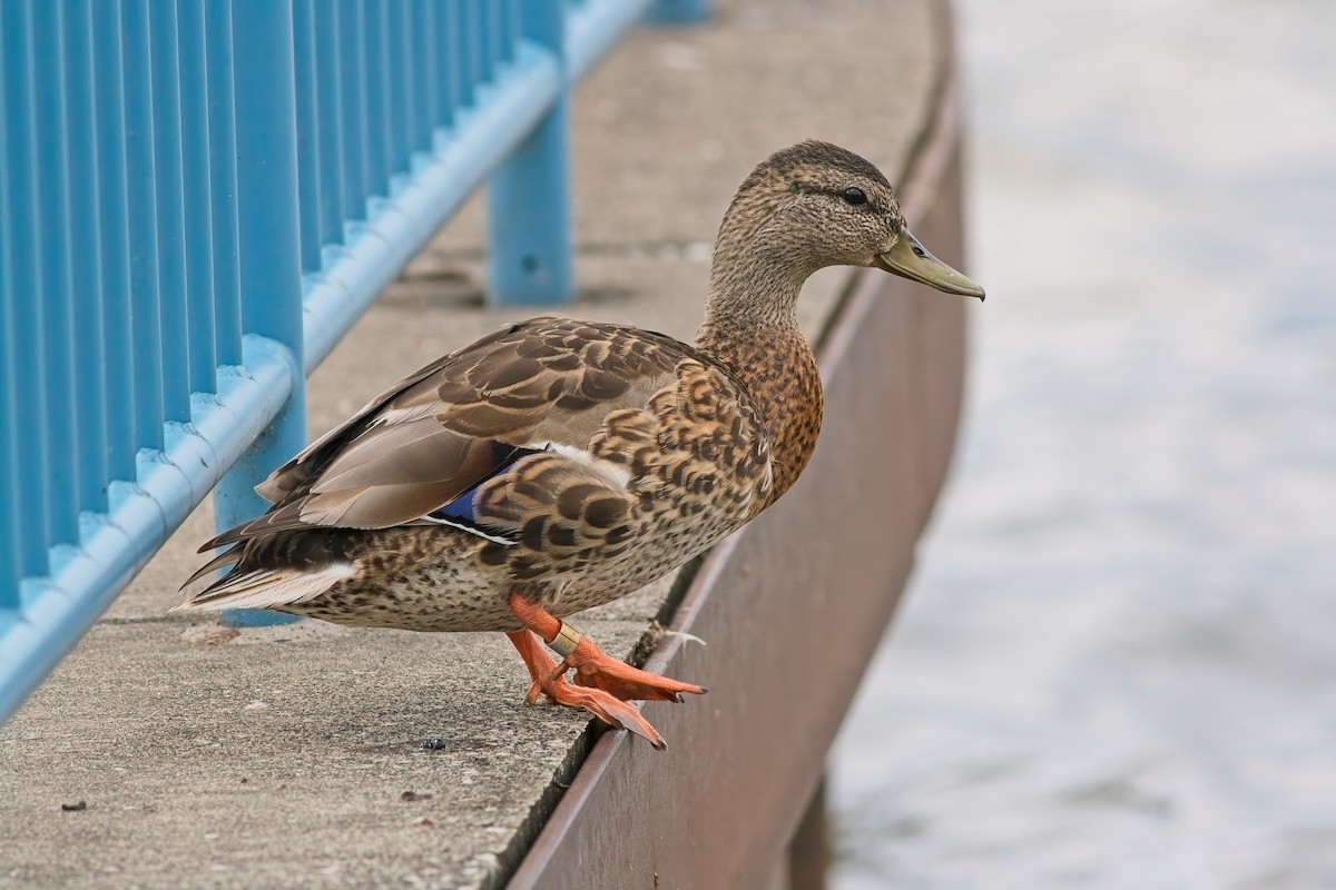 Mallard - ML639022226