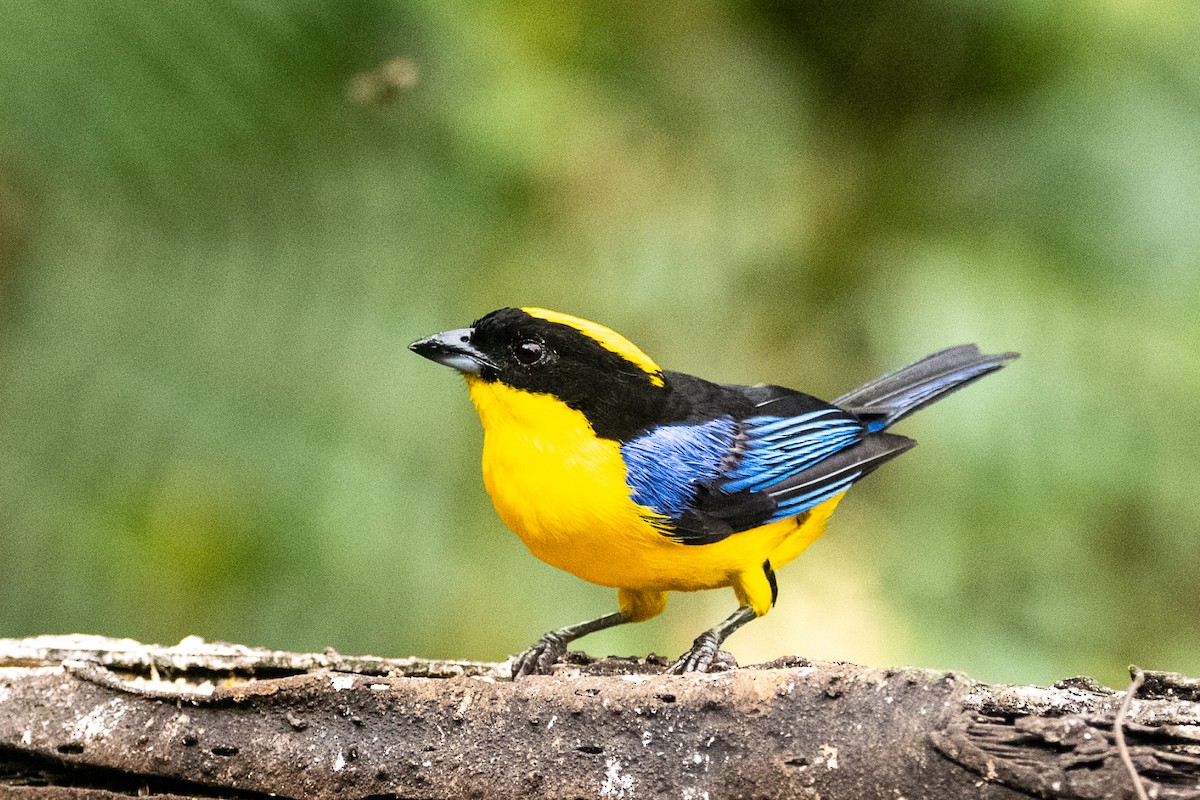 Blue-winged Mountain Tanager - ML639022242