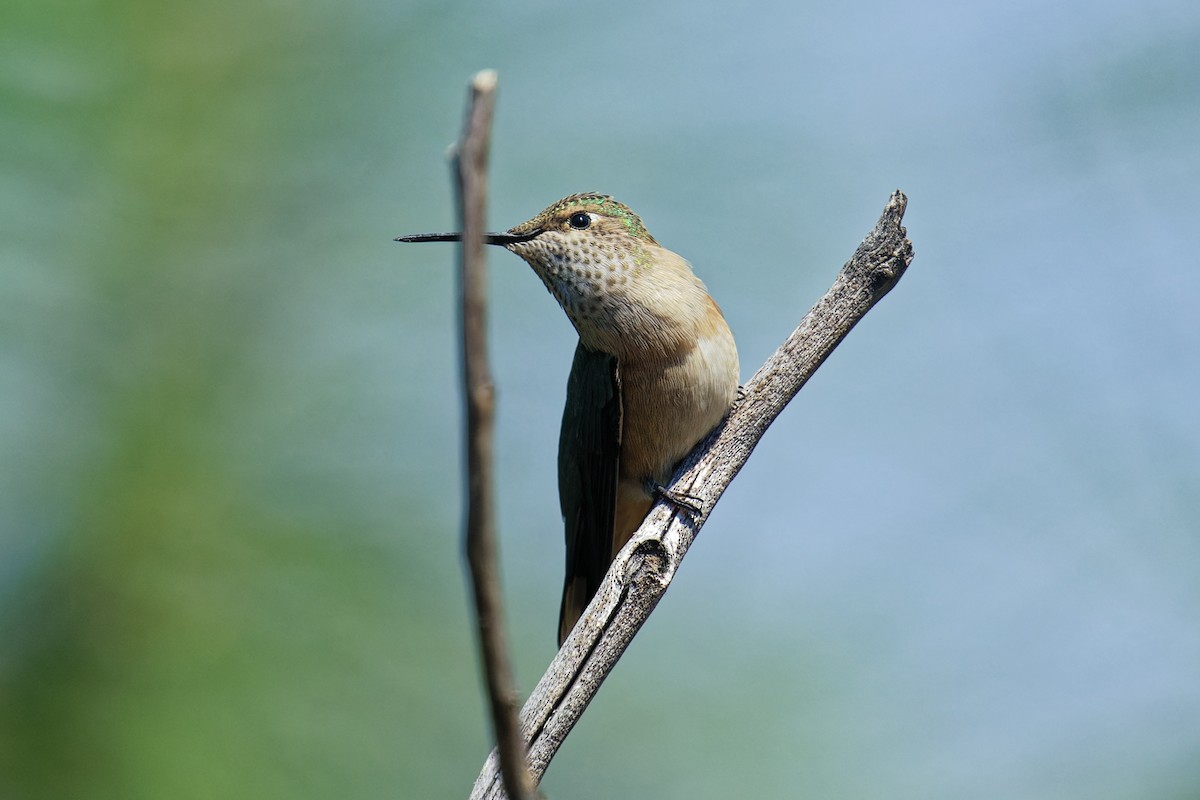 Broad-tailed Hummingbird - ML639022244