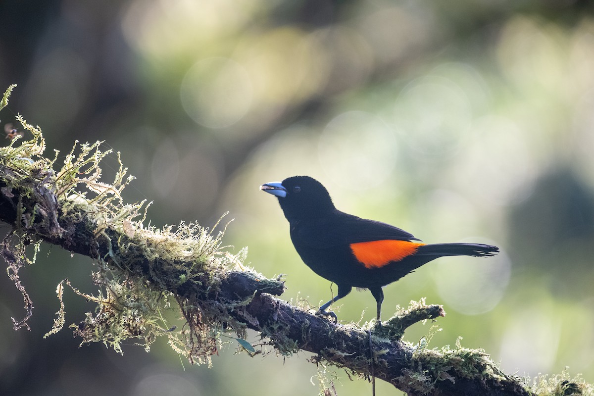 Flame-rumped Tanager - ML639022249