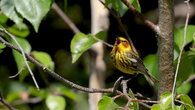 Cape May Warbler - ML639022283