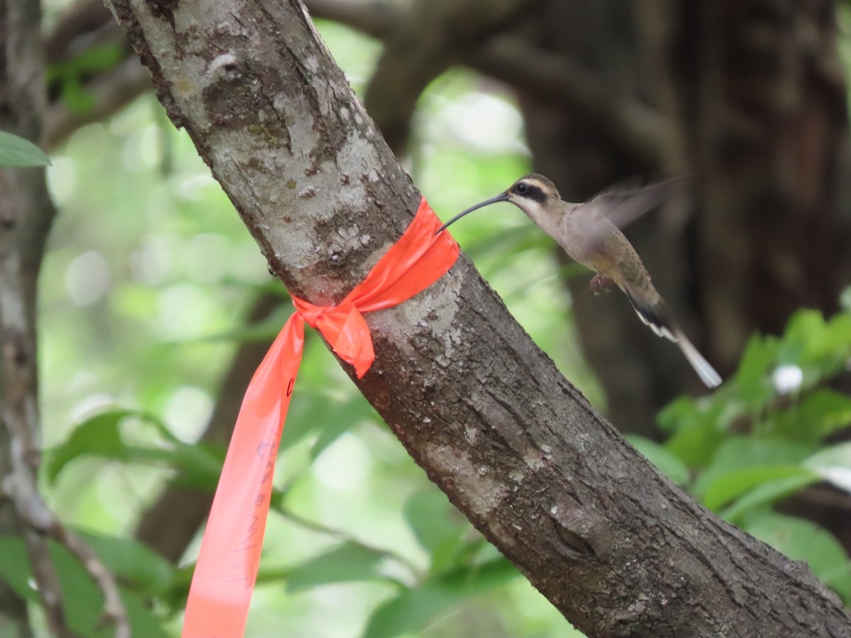 Pale-bellied Hermit - ML639022295
