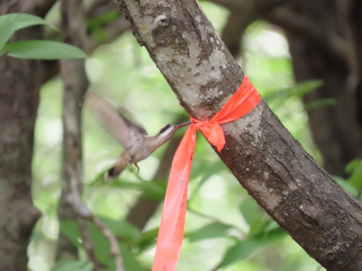 Pale-bellied Hermit - ML639022296