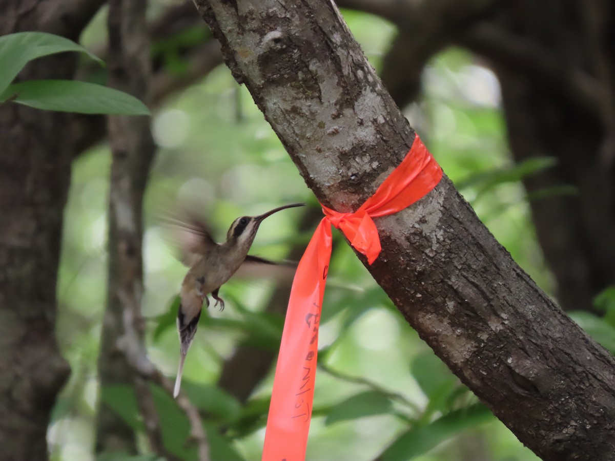 Pale-bellied Hermit - ML639022297