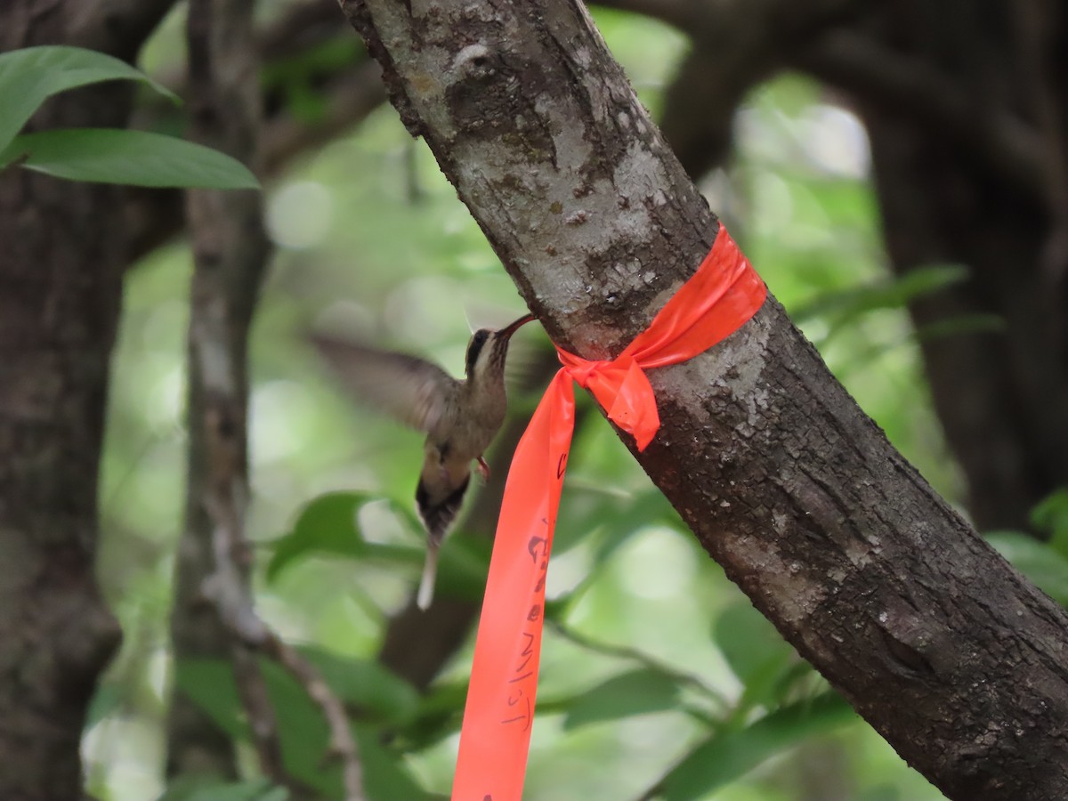 Pale-bellied Hermit - ML639022298