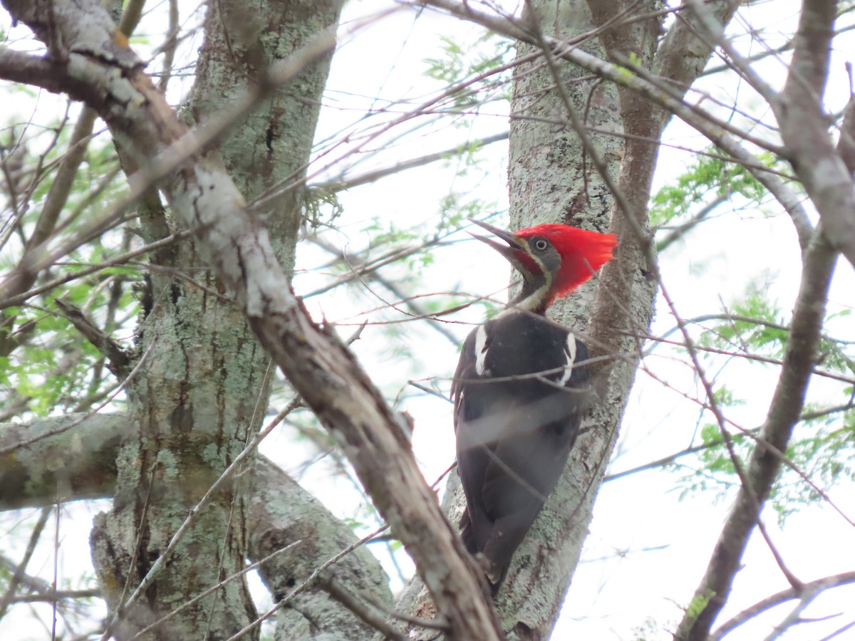 Lineated Woodpecker - ML639022302