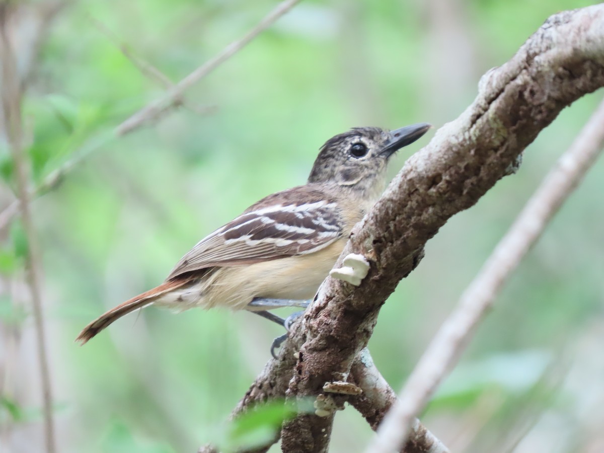 Black-backed Antshrike - ML639022309