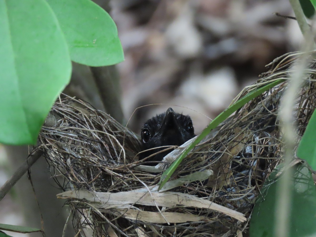 Black-backed Antshrike - ML639022311