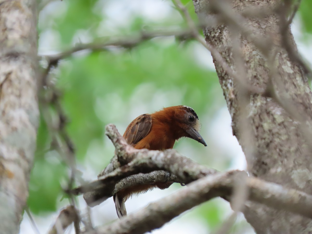 Chestnut Piculet - ML639022359