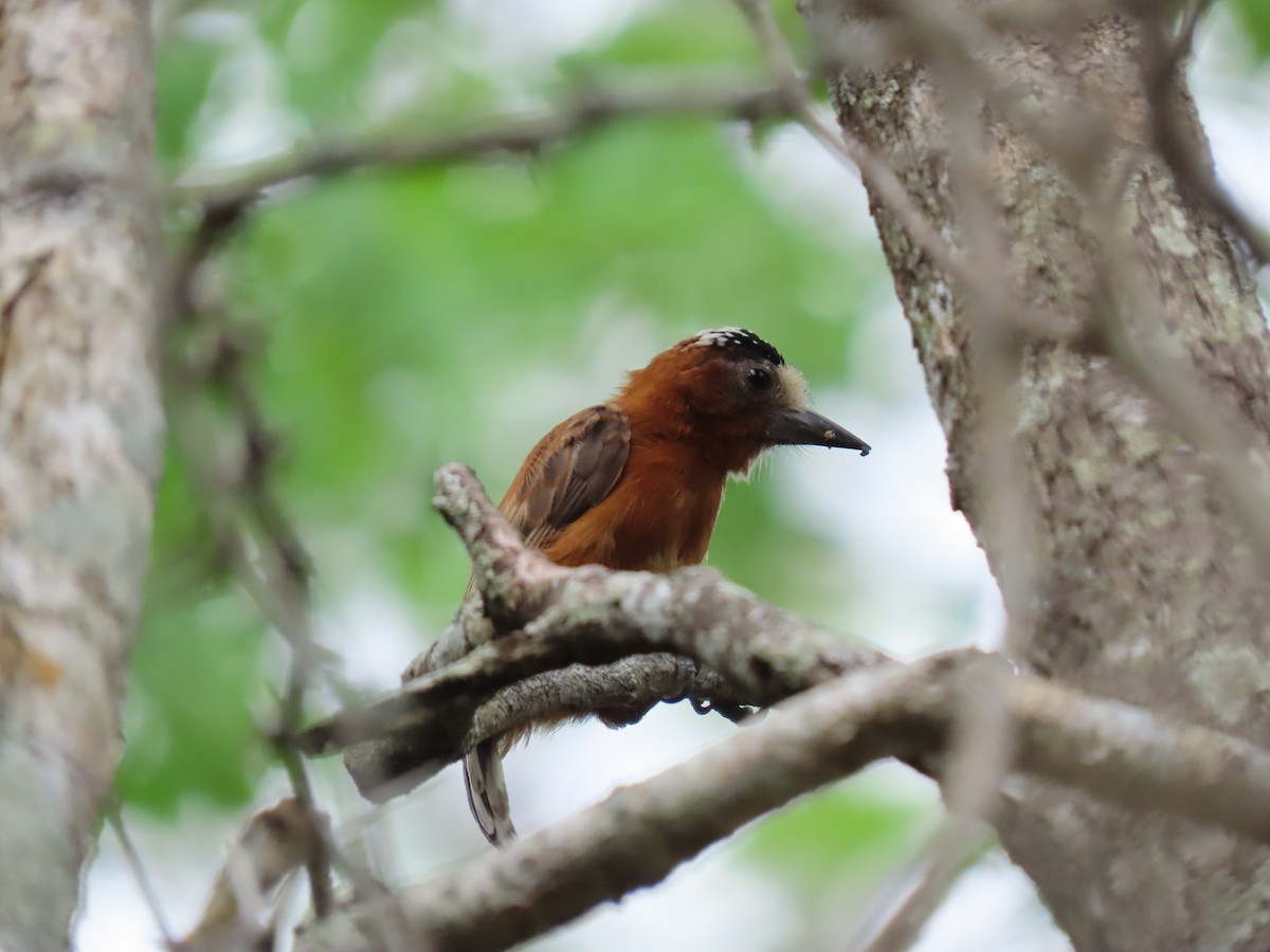 Chestnut Piculet - ML639022360