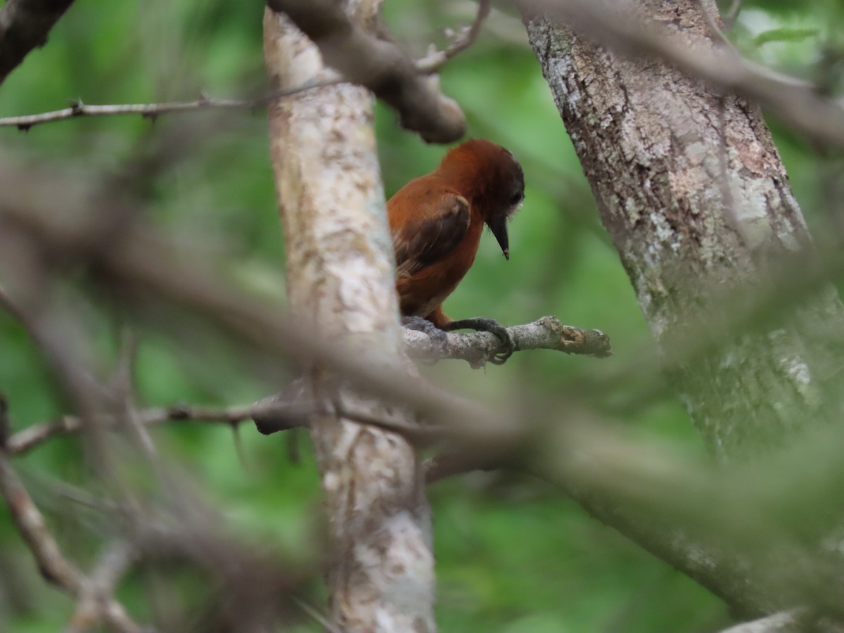 Chestnut Piculet - ML639022361