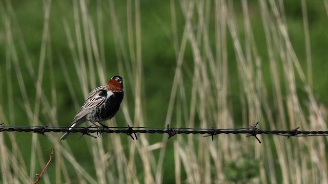 Chestnut-collared Longspur - ML639022363