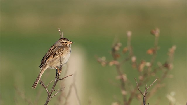 Clay-colored Sparrow - ML639022367