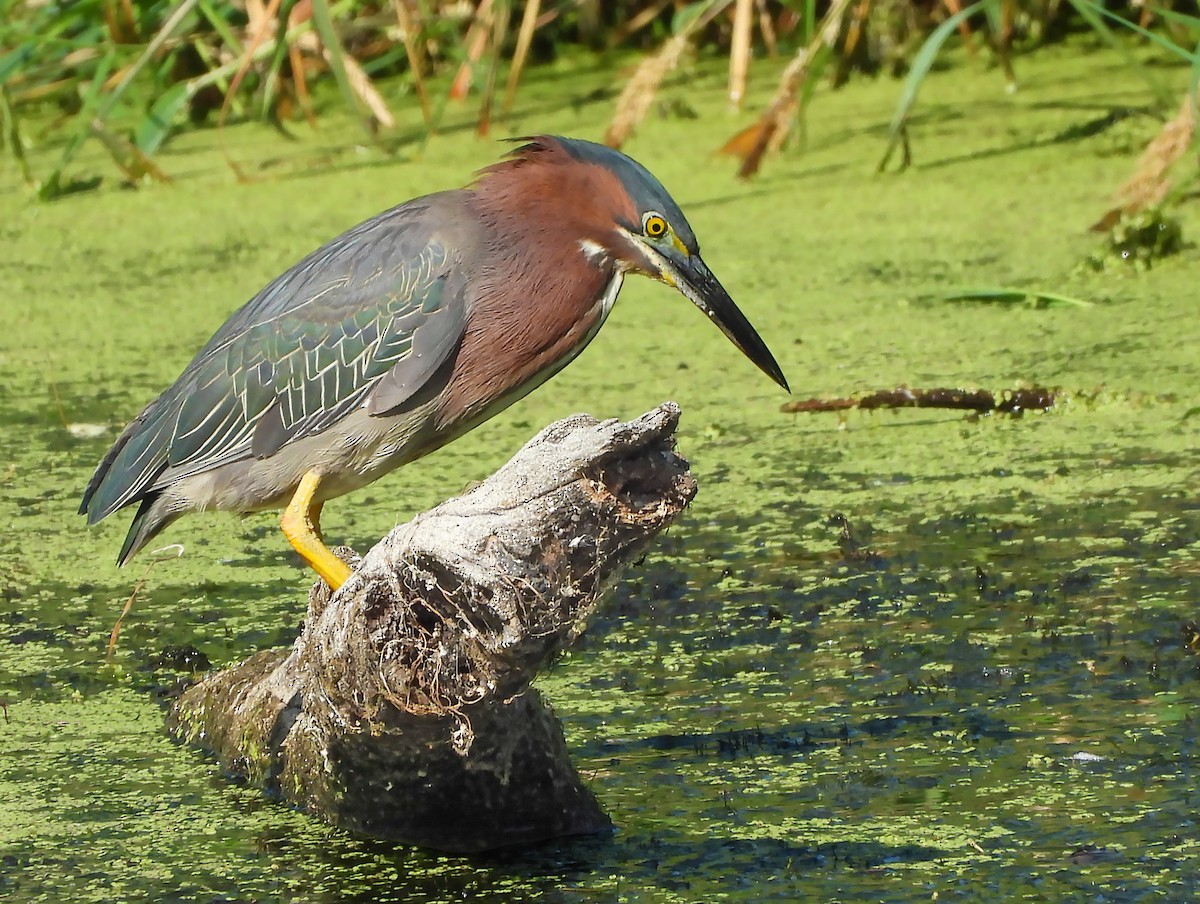 volavka zelenavá - ML639022369