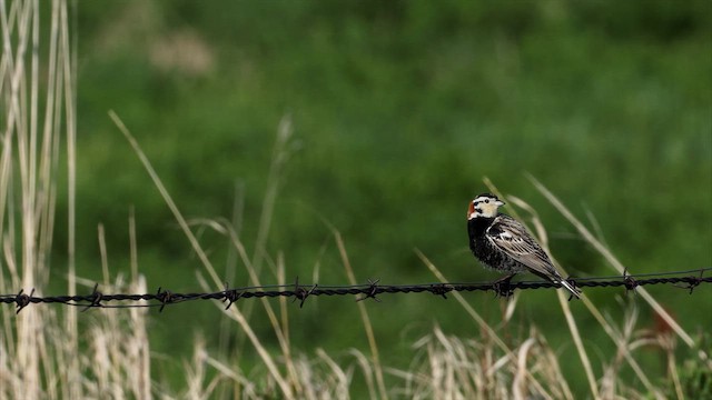 Chestnut-collared Longspur - ML639022373