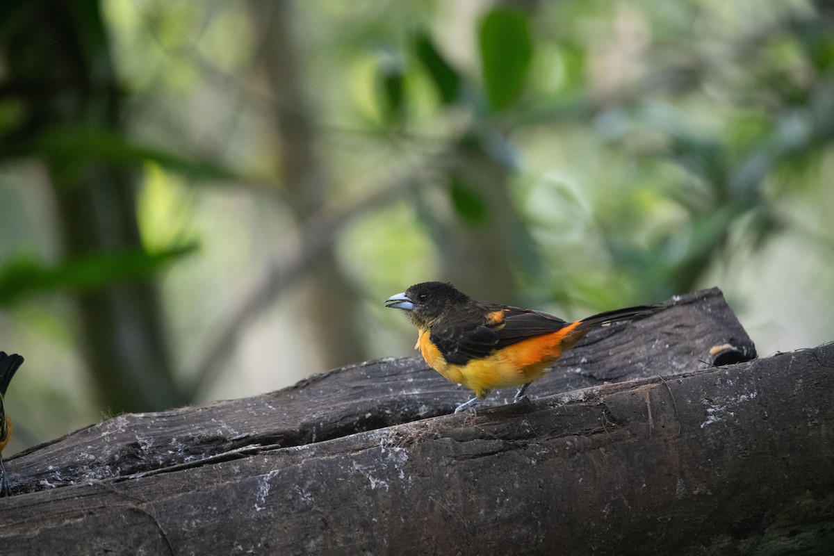 Flame-rumped Tanager - ML639022375