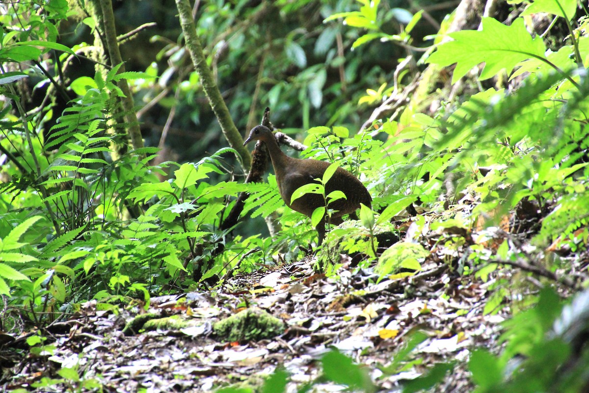 Highland Tinamou - ML639022385