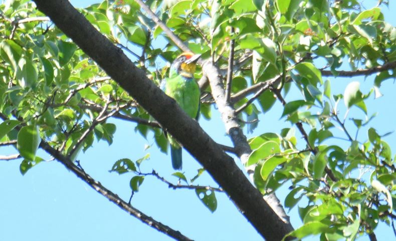 Necklaced Barbet - ML639022398