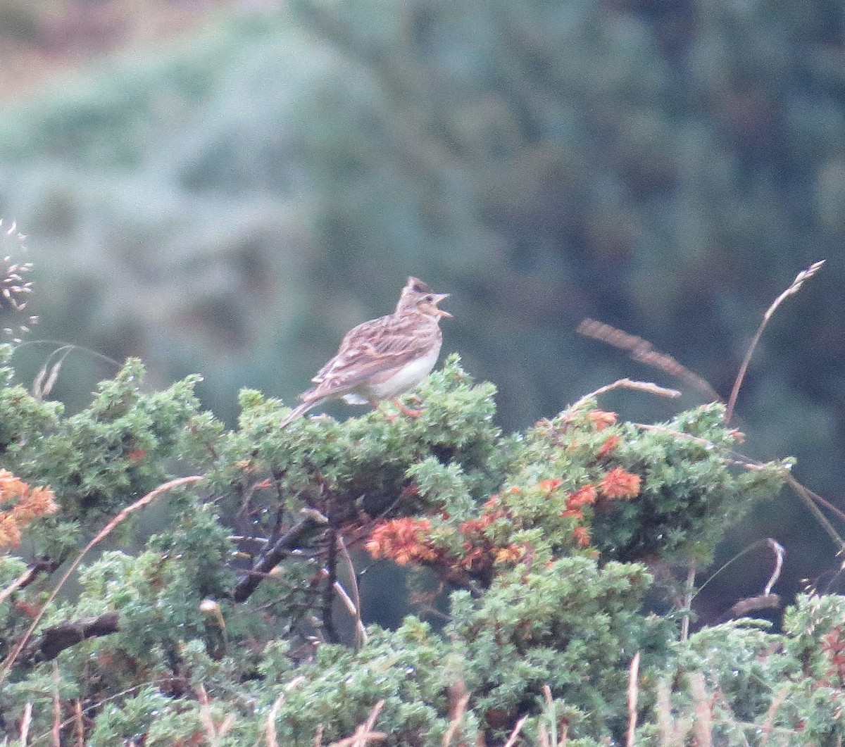 Боролзой болжмор - ML639022400