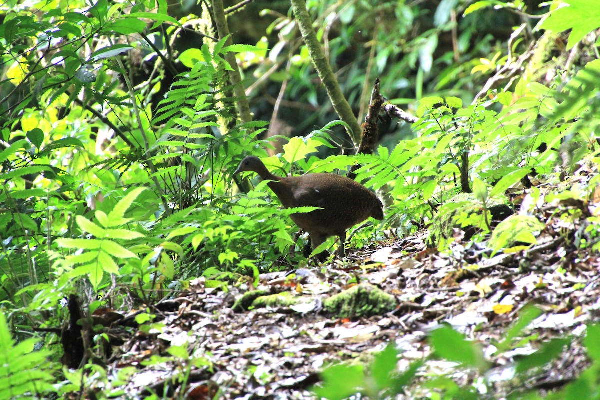 Highland Tinamou - ML639022420
