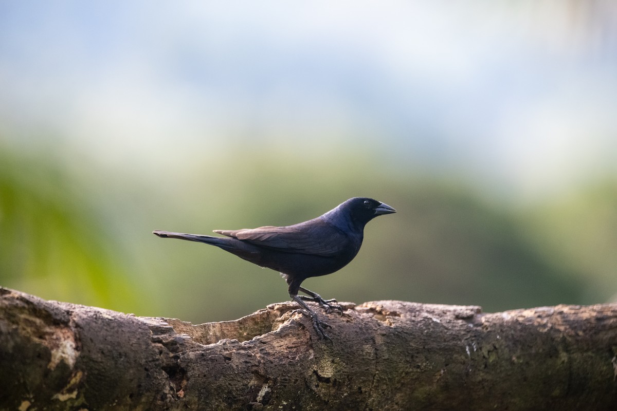 Shiny Cowbird - ML639022425