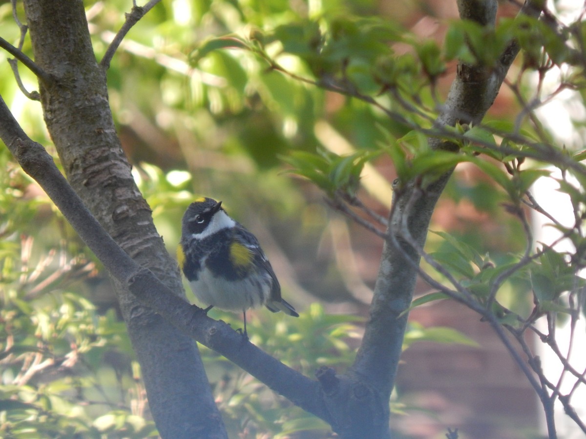 Yellow-rumped Warbler - ML639022428