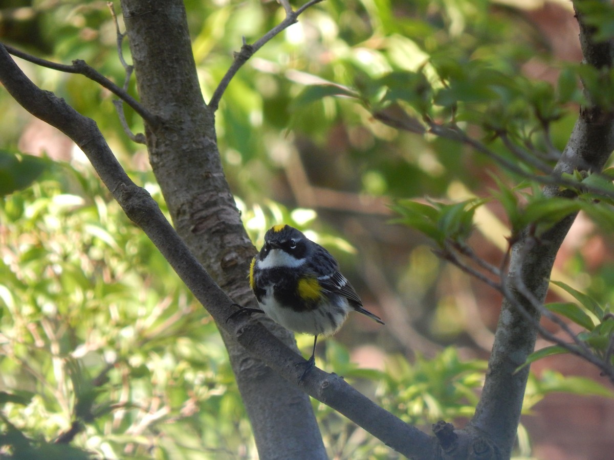 Yellow-rumped Warbler - ML639022429