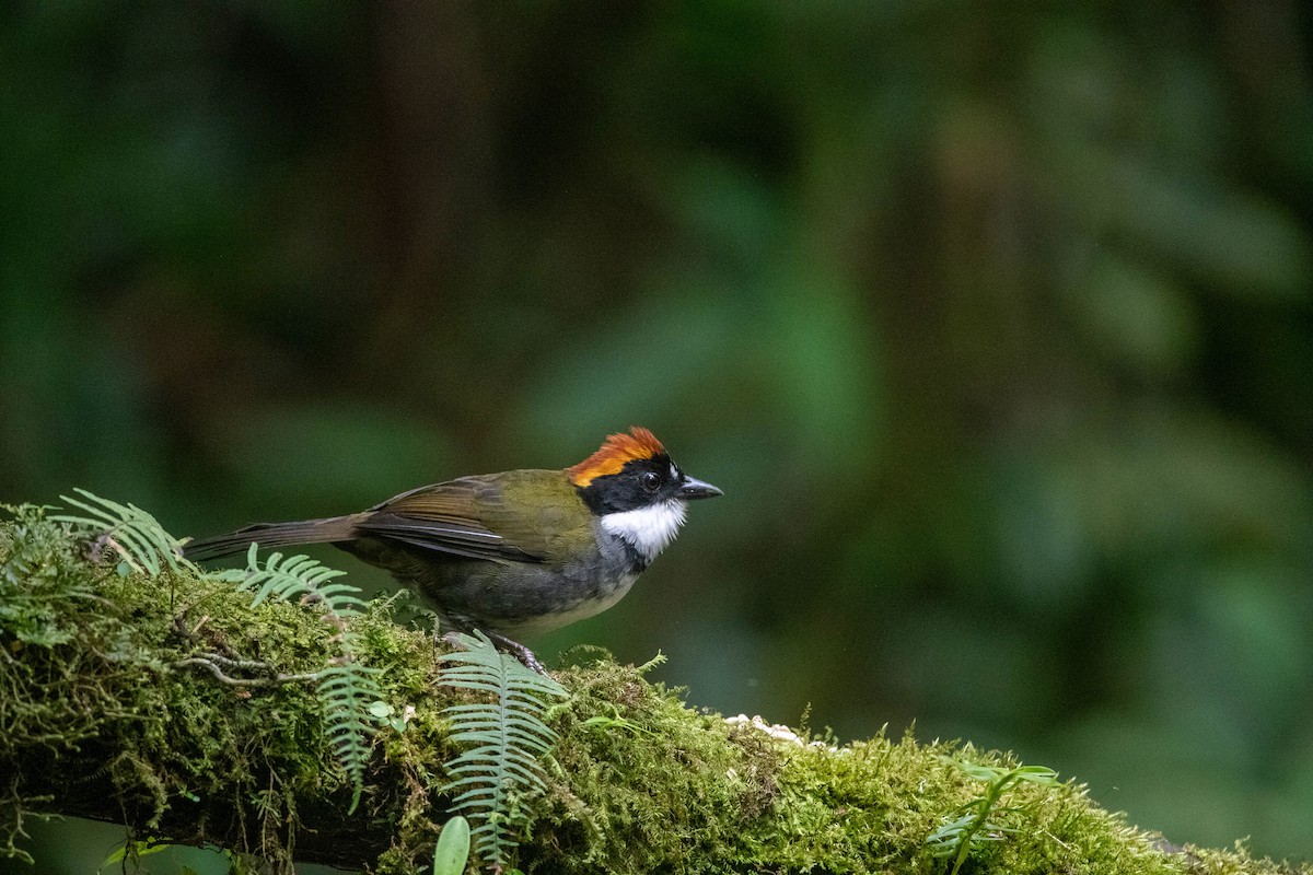 Chestnut-capped Brushfinch - ML639022436