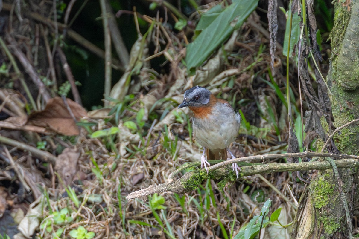 Red-throated Alethe - ML639022444