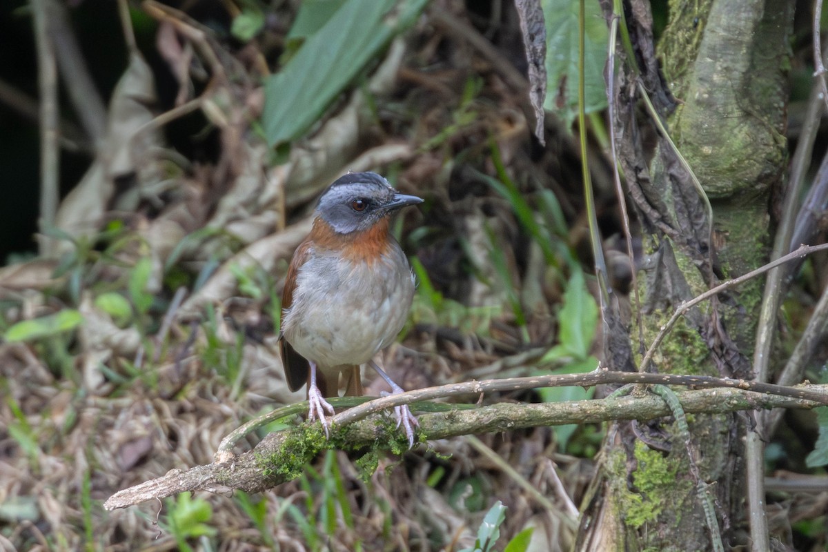 Red-throated Alethe - ML639022463