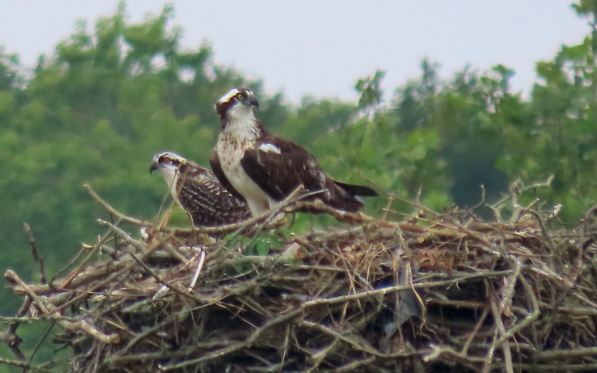 Osprey - ML639022482