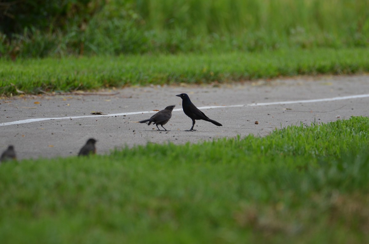 Common Grackle - ML639022486