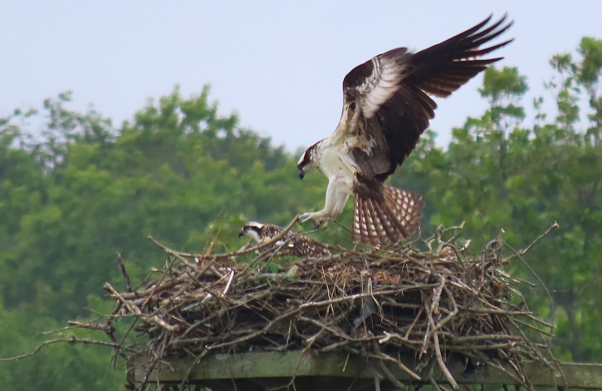 Osprey - ML639022492