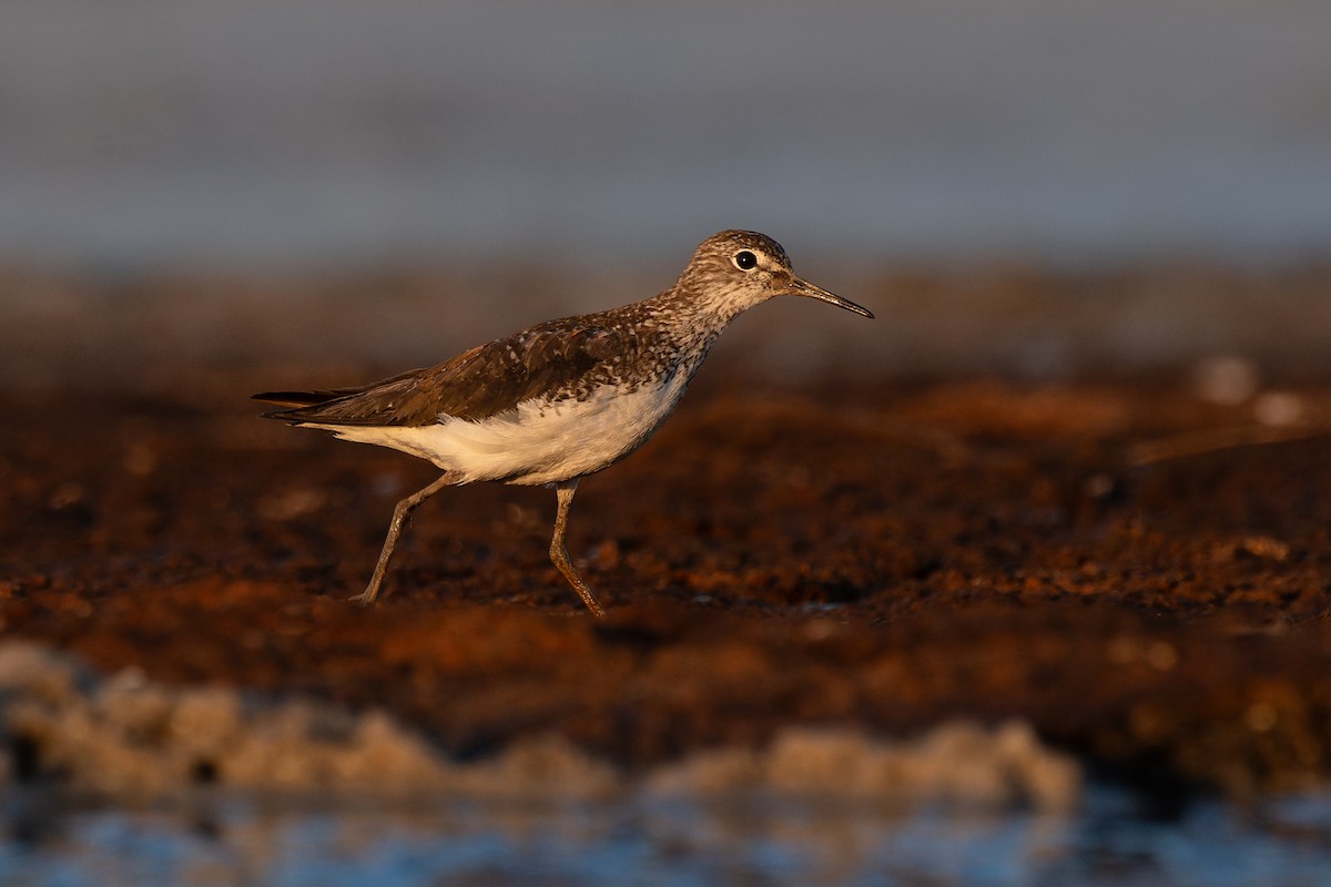 Коловодник лісовий - ML639022514