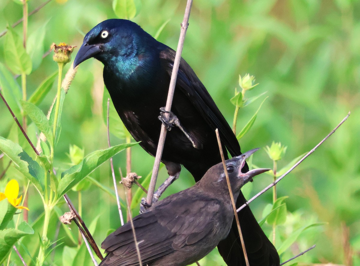 Common Grackle - ML639022533