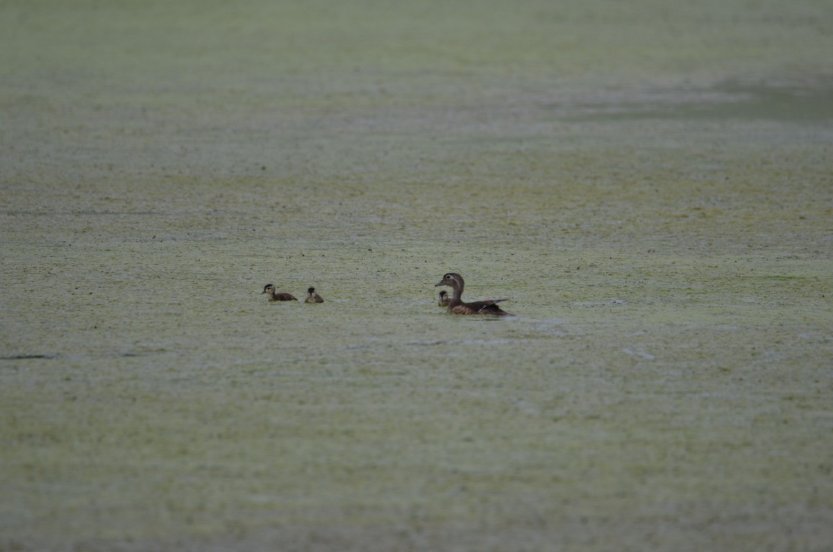 Wood Duck - ML639022565