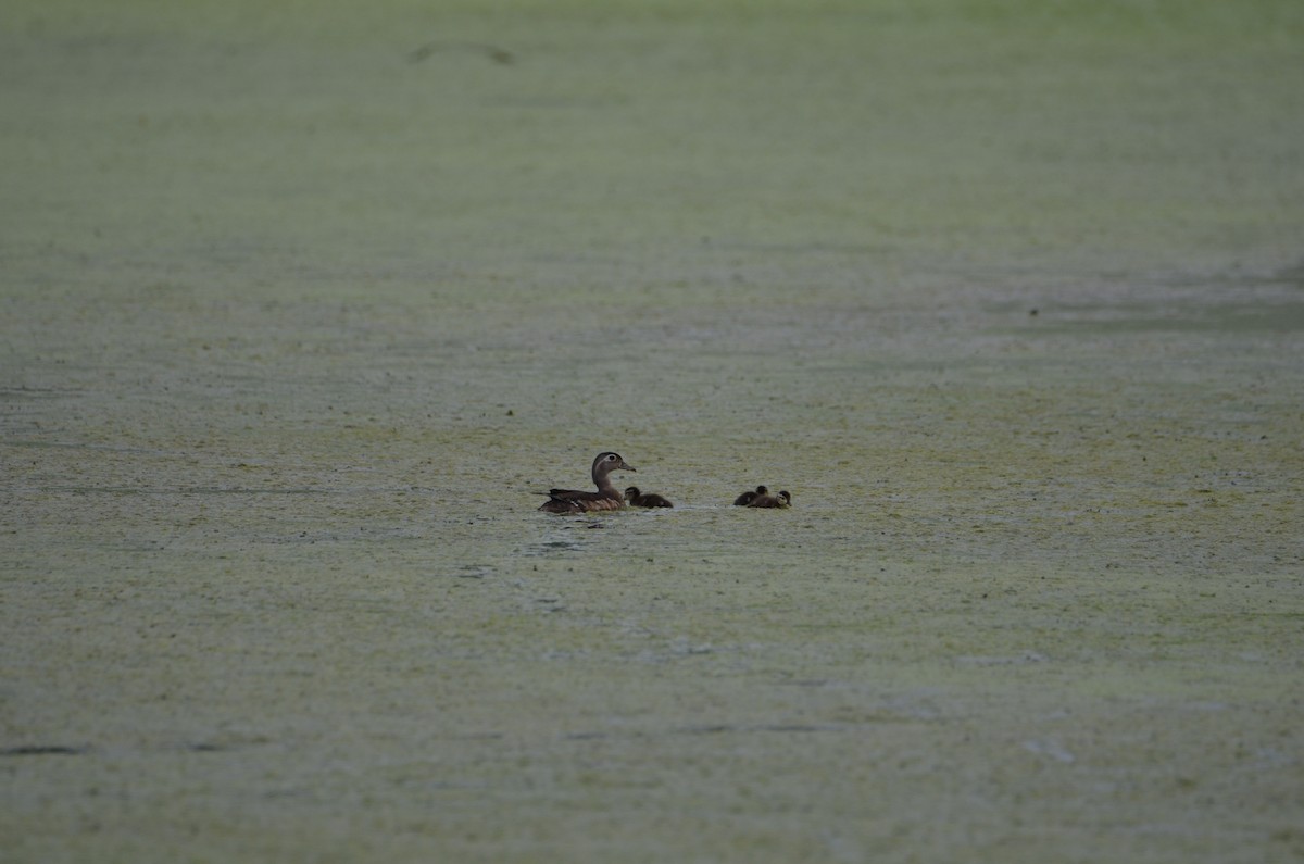 Wood Duck - ML639022566