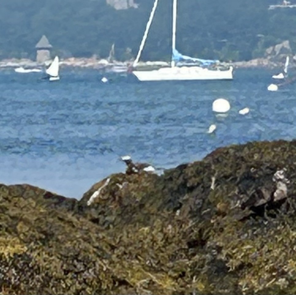 Long-tailed Duck - ML639022575
