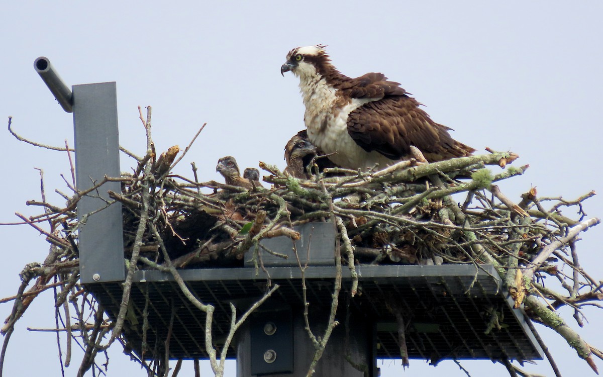 Osprey - ML639022606