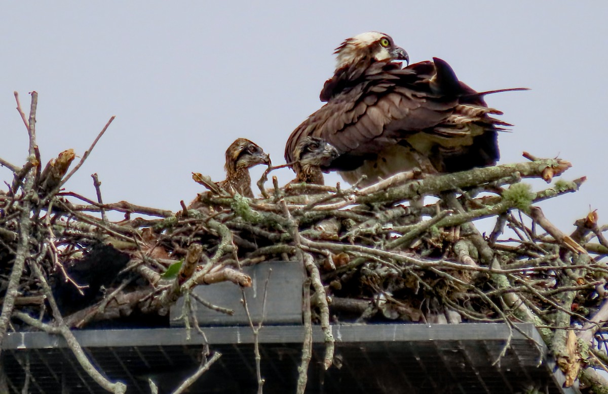 Osprey - ML639022617