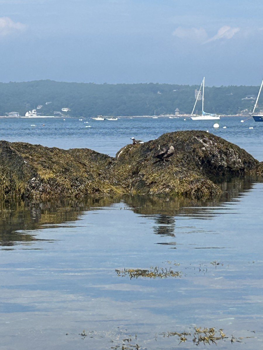 Long-tailed Duck - ML639022622