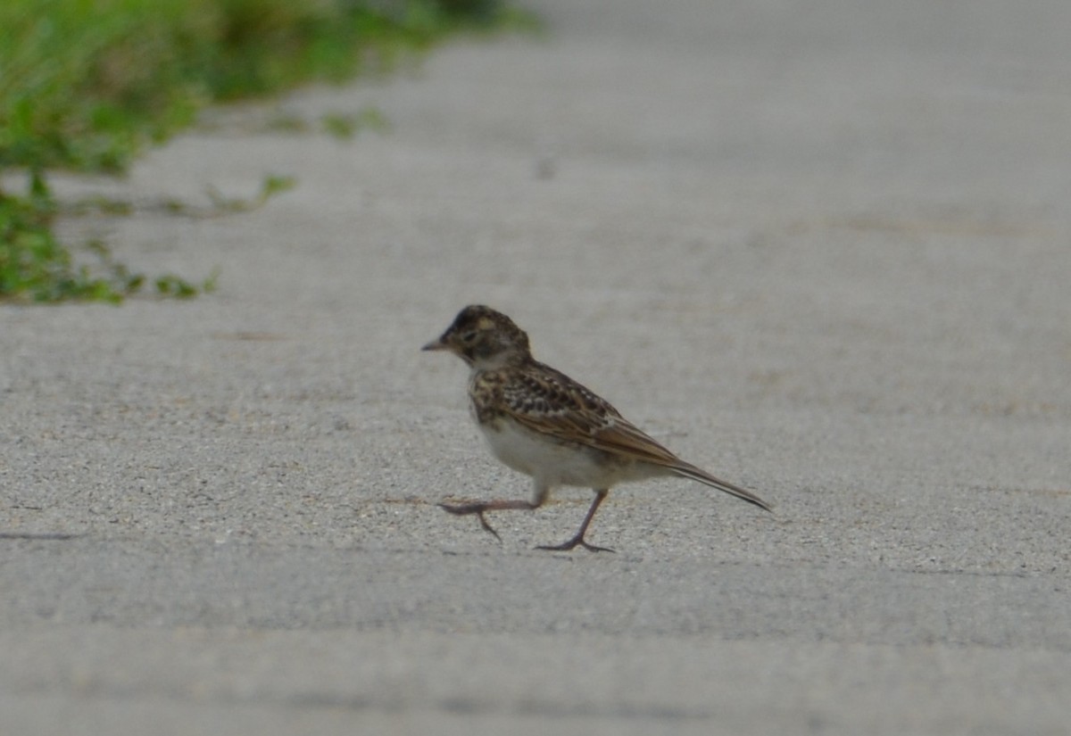 Horned Lark - ML639022656