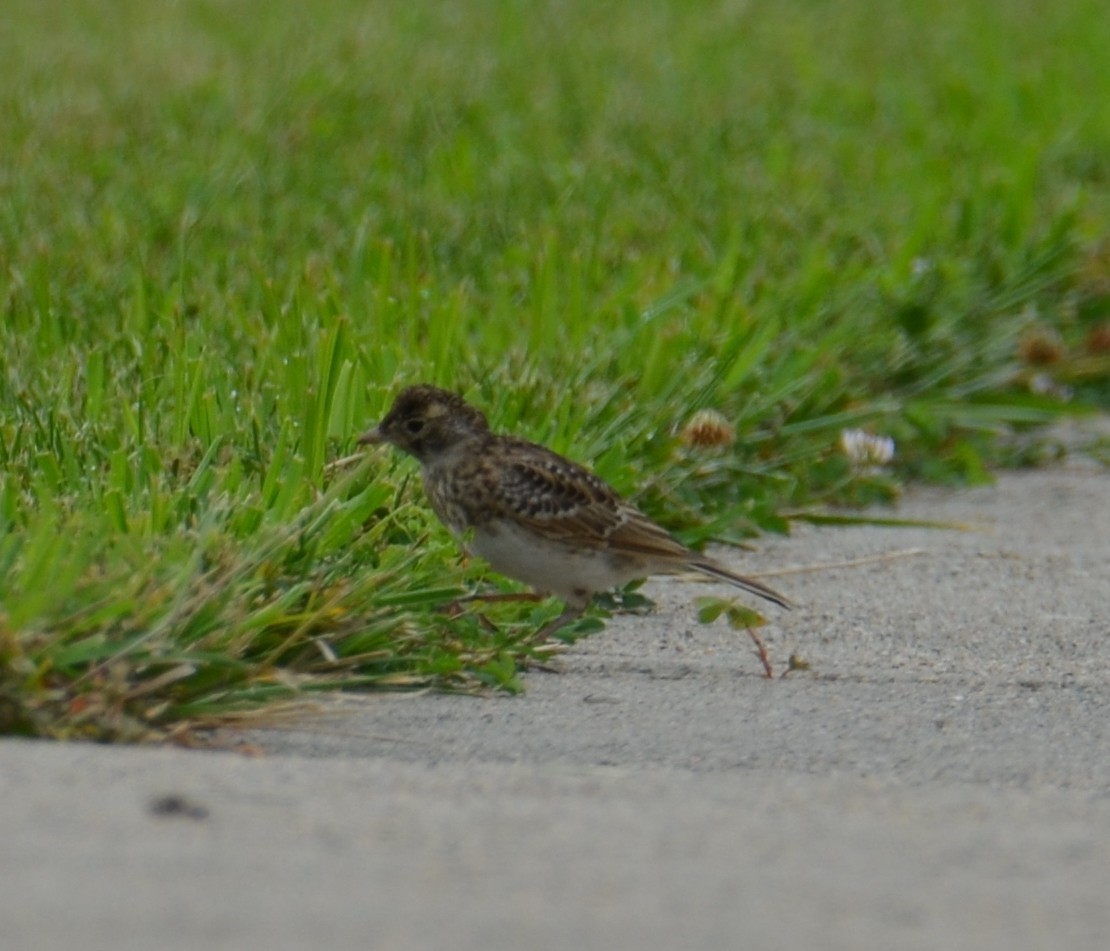 Horned Lark - ML639022657