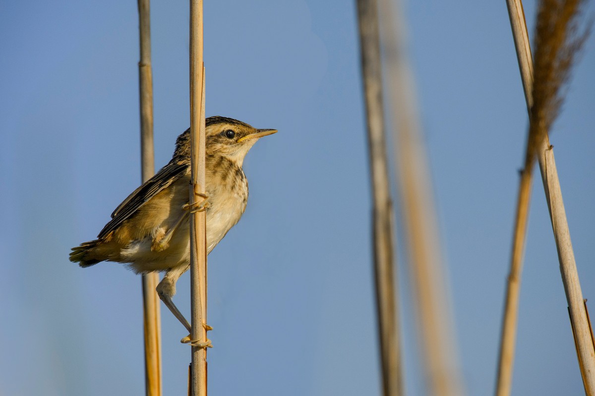Очеретянка лучна - ML639022674