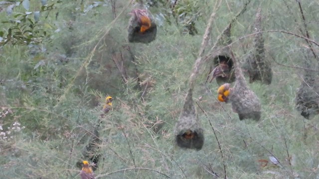 Baya Weaver - ML639022724