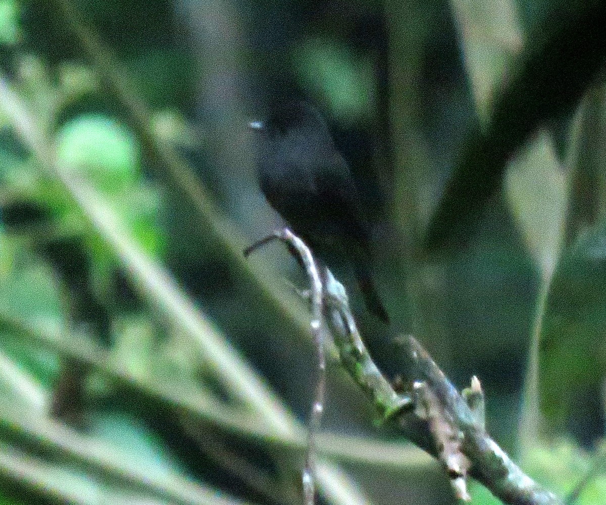 Blackish Pewee - ML639022736