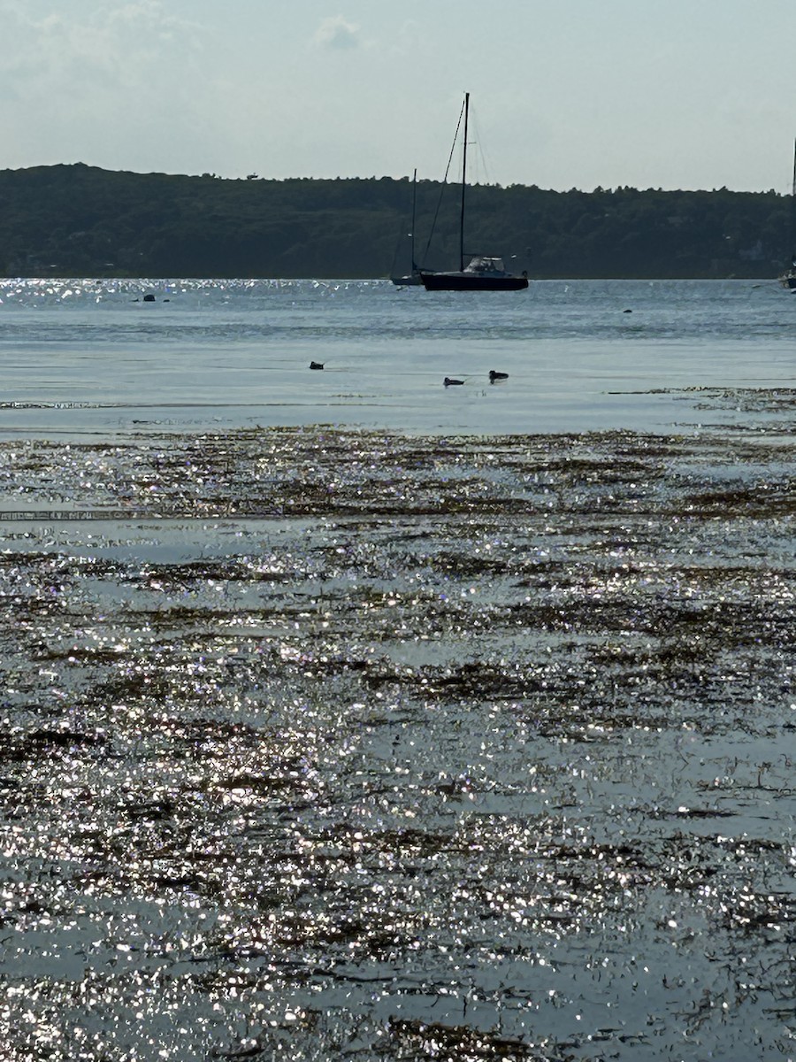 Long-tailed Duck - ML639022762