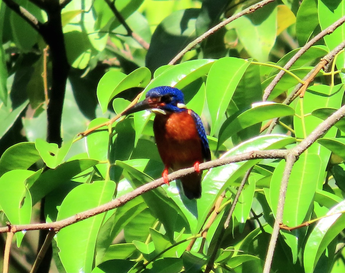 Blue-eared Kingfisher - ML639022769