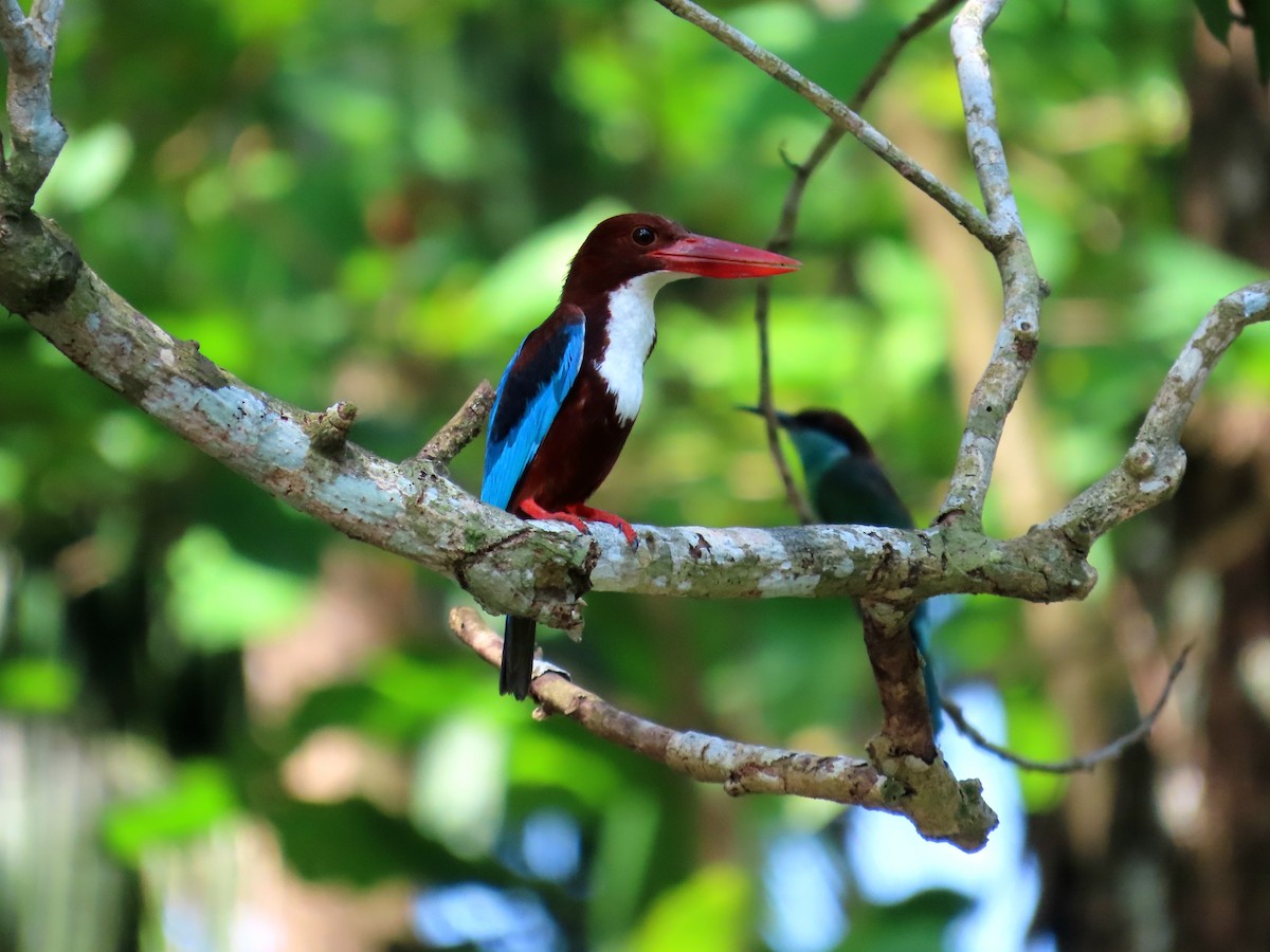 White-throated Kingfisher - ML639022776