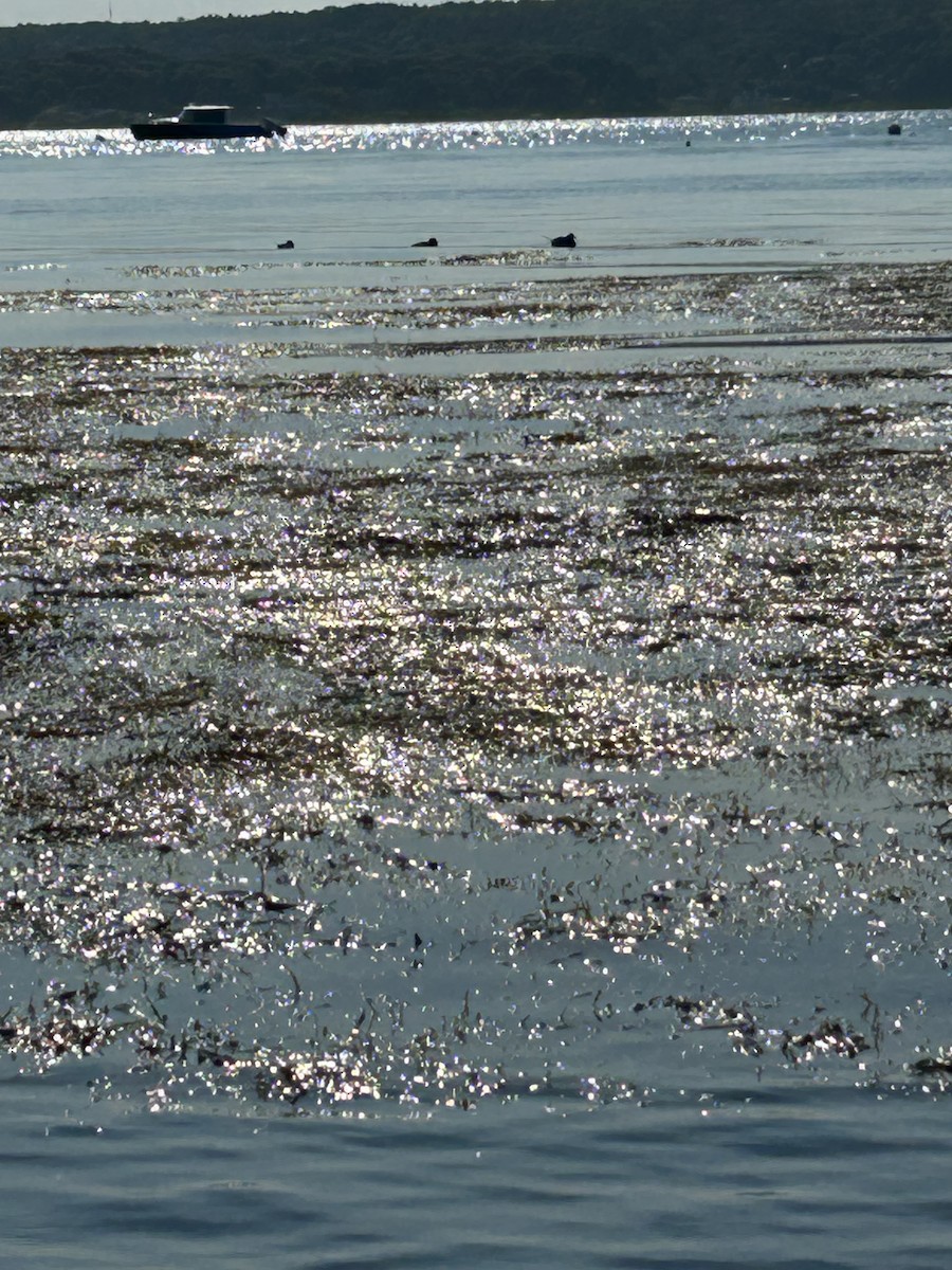 Long-tailed Duck - ML639022779